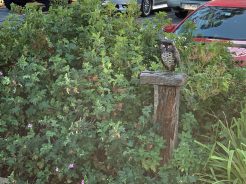 Owls keeping watch over the Hurstbridge line