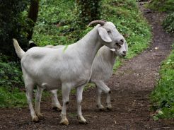 Helping the environment and clearing hazards. The Metro Goats get to work