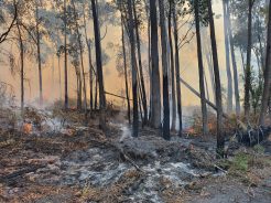 The devastation at Orbost where Sylvia Coombe fought bushfires