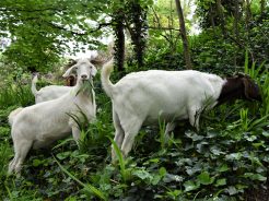 The goats get hard to work on the Belgrave line 